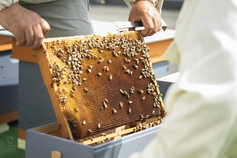 A frame of honey taken out of a hive and bees