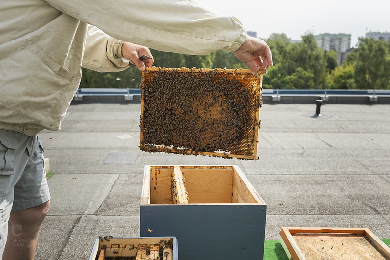 Beekeepers looking after the bees in the hives