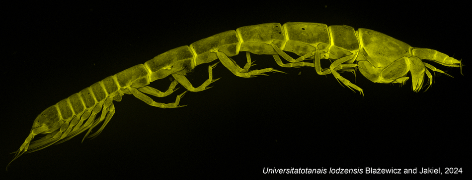 Tanaidacea Tanaidacea