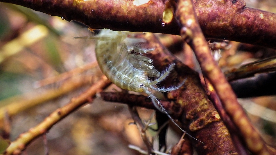 Gammarus amphipod crustacean genus