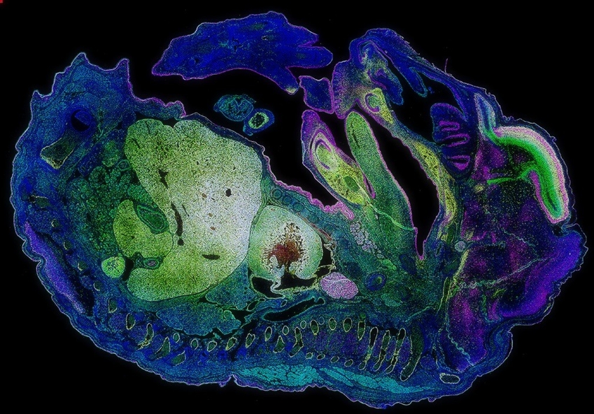 A photo of a cross-section of a mouse embryo