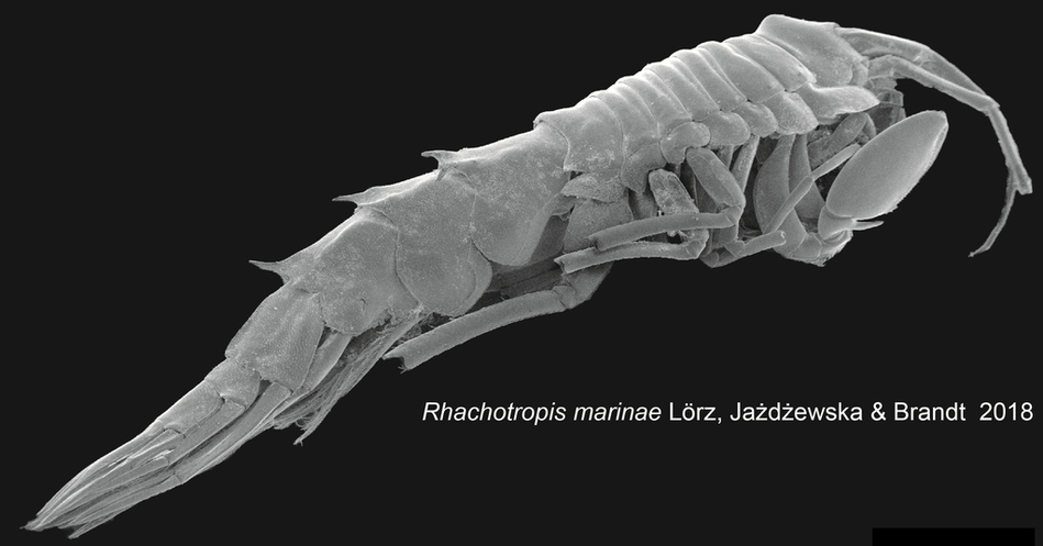 Amphipoda_Rhachotropis Amphipoda_Rhachotropis