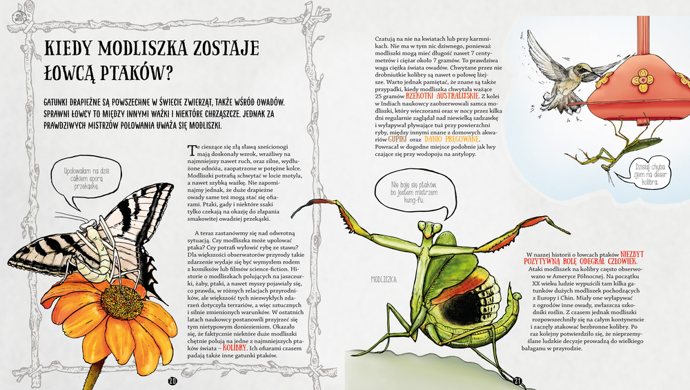 Strona jednej z książek dla dzieci o owadach, widoczna modliszka Strona jednej z książek dla dzieci o owadach, widoczna modliszka