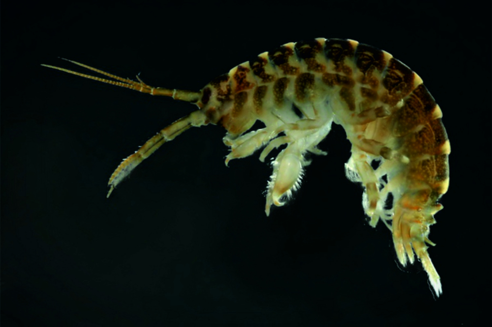 Invasive amphipod: Dikerogammarus villosus (photo by Michał Grabowski) 