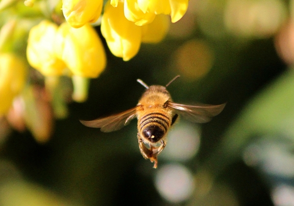 a flying bee