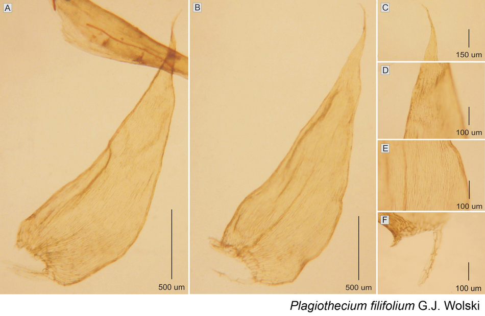 Mchy_Plagiothecium filifolium Mchy_Plagiothecium filifolium
