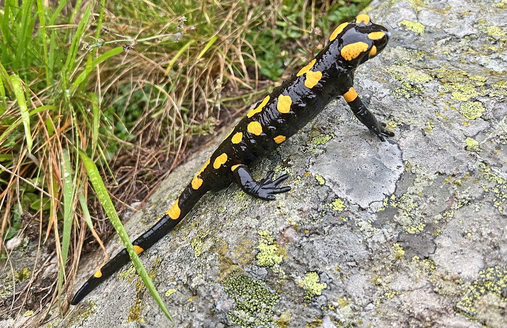 Fire salamander