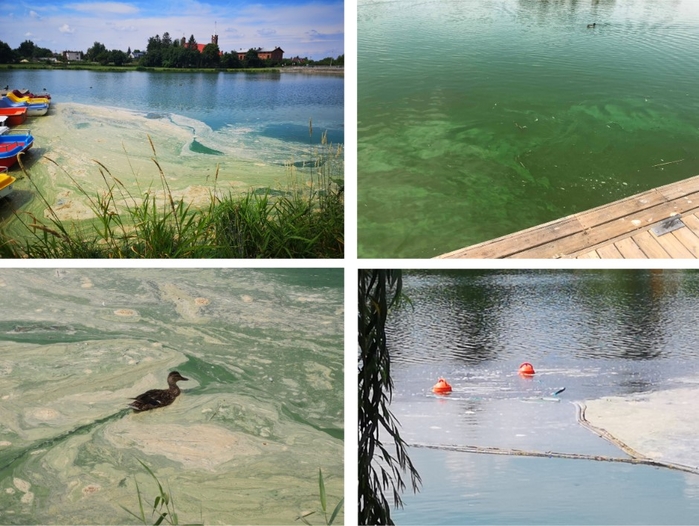 Cyanobacteria in Stryków